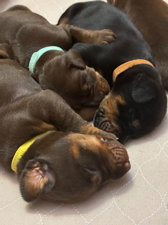 Doberman Pinscher Puppies media 4
