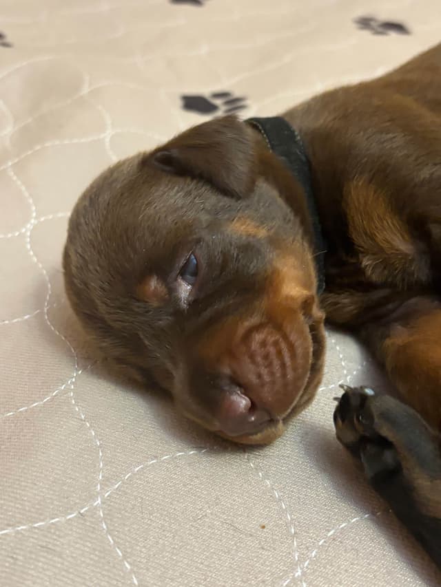 Doberman Pinscher Puppies media 5