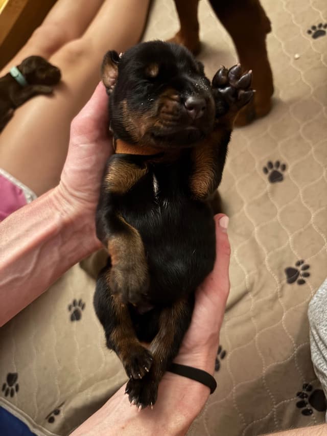 Doberman Pinscher Puppies media 6