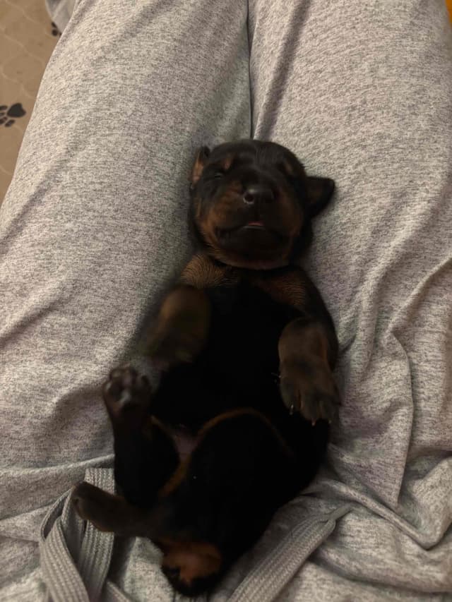 Doberman Pinscher Puppies media 7