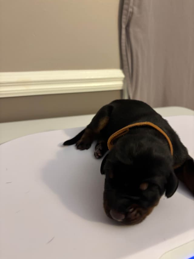 Doberman Pinscher Puppies media 9