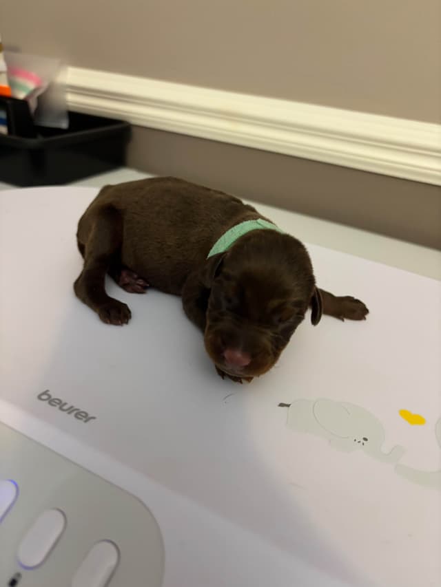 Doberman Pinscher Puppies media 11