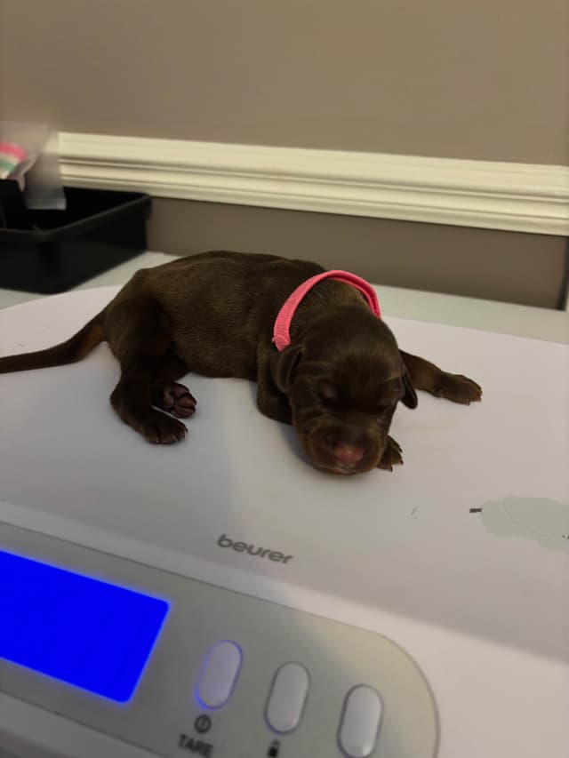 Doberman Pinscher Puppies media 12