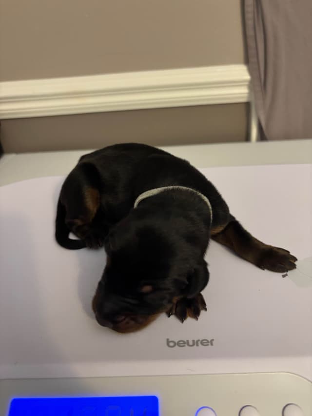 Doberman Pinscher Puppies media 13