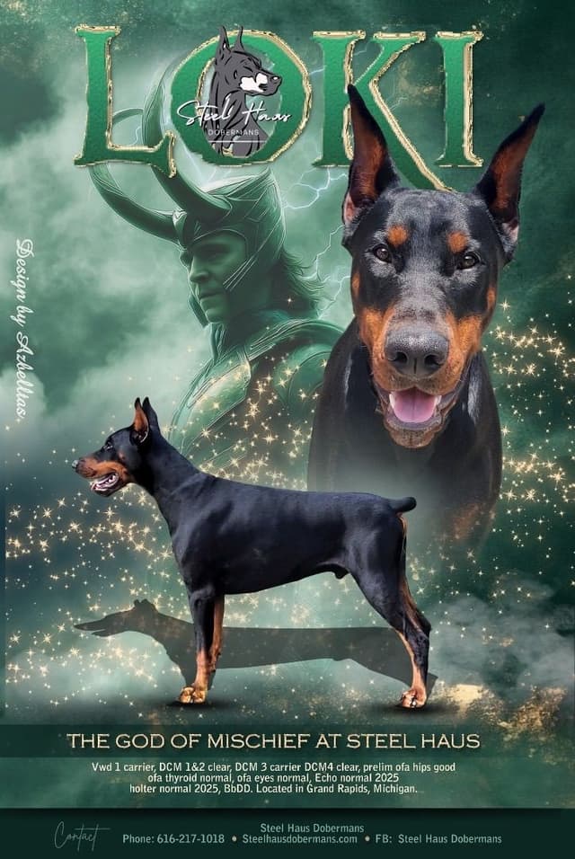 Doberman Pinscher Puppies media 14
