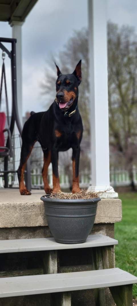 Doberman Pinscher Puppies media 15