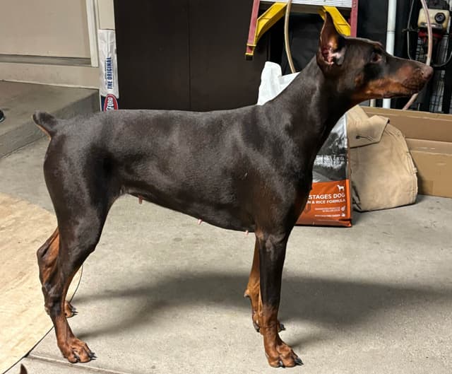 Doberman Pinscher Puppies media 16