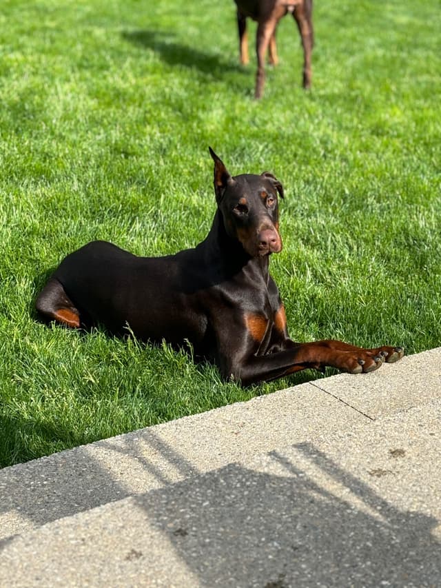 Doberman Pinscher Puppies media 17