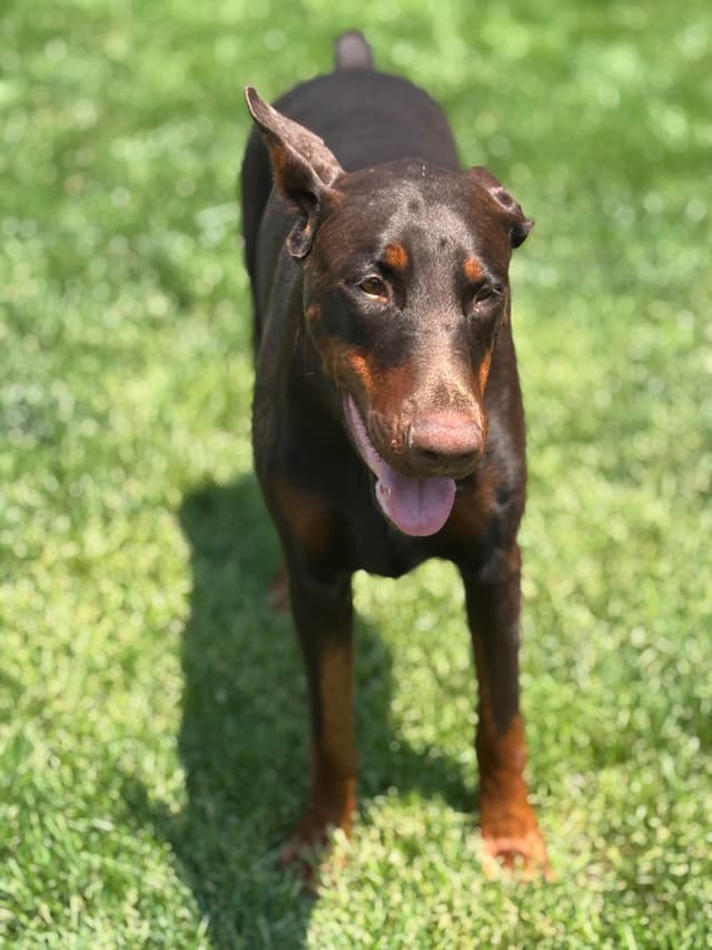 Doberman Pinscher Puppies media 18