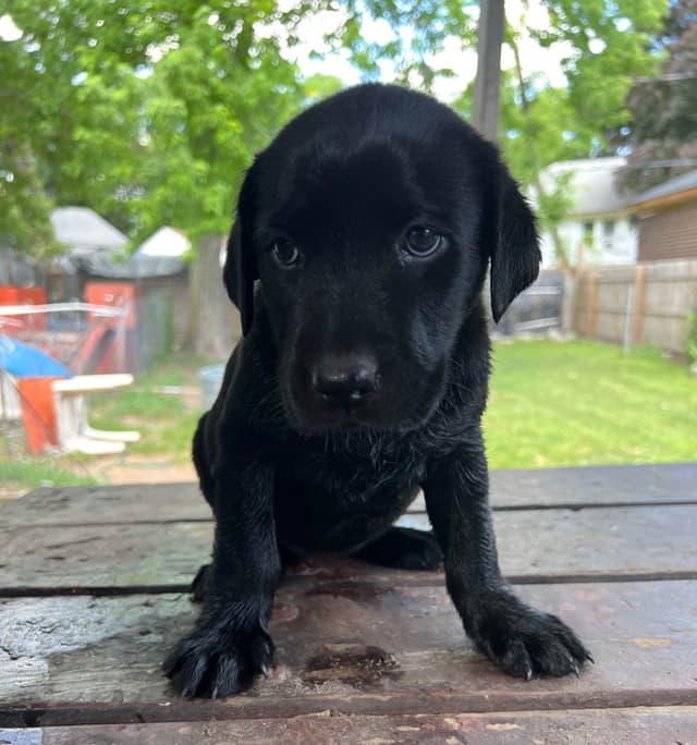 🐾💕AKC Labrador Retriever Puppies Ready for Their Forever Homes! 💕🐾 media 3