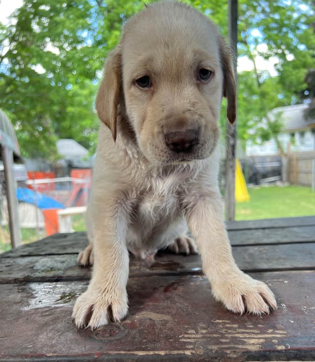 🐾💕AKC Labrador Retriever Puppies Ready for Their Forever Homes! 💕🐾 media 5