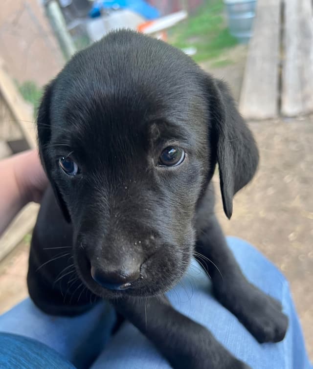 🐾💕AKC Labrador Retriever Puppies Ready for Their Forever Homes! 💕🐾 media 6