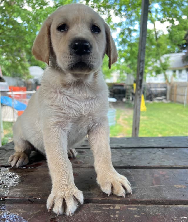 🐾💕AKC Labrador Retriever Puppies Ready for Their Forever Homes! 💕🐾 media 8