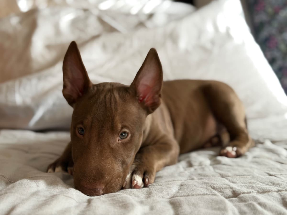 Bull Terrier Puppies breeder image 2