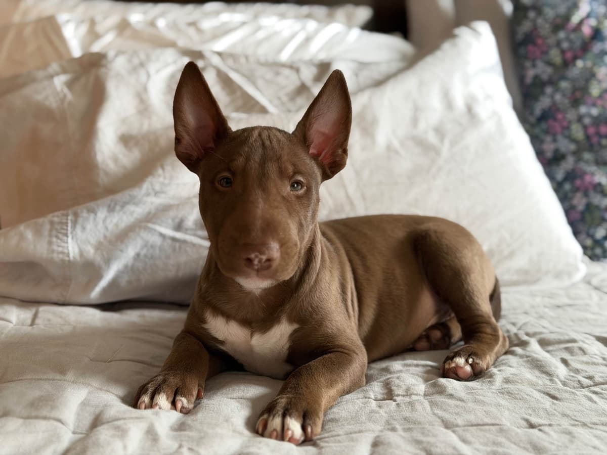 Bull Terrier Puppies breeder image 3