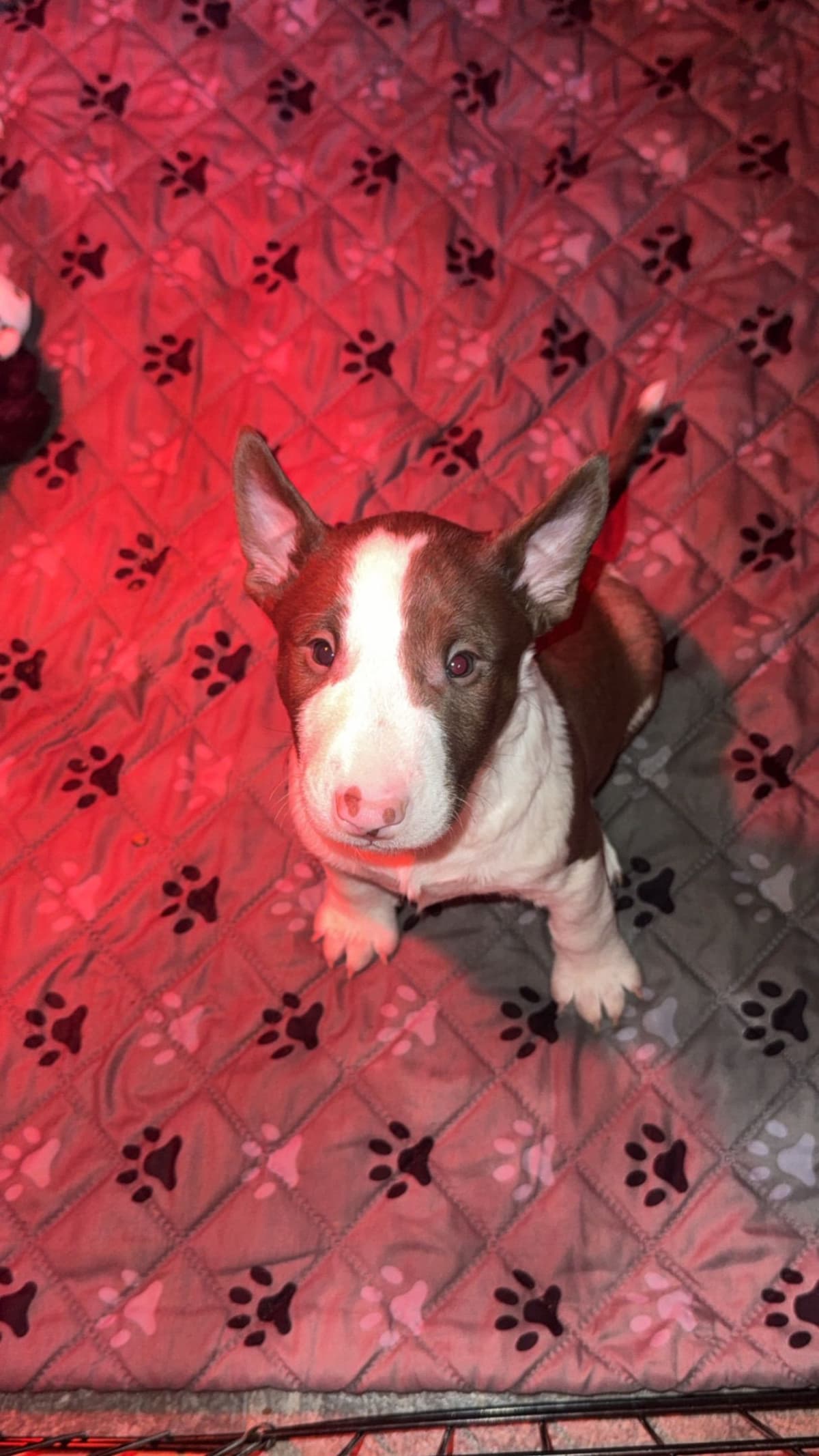 Bull Terrier Puppies breeder image 5