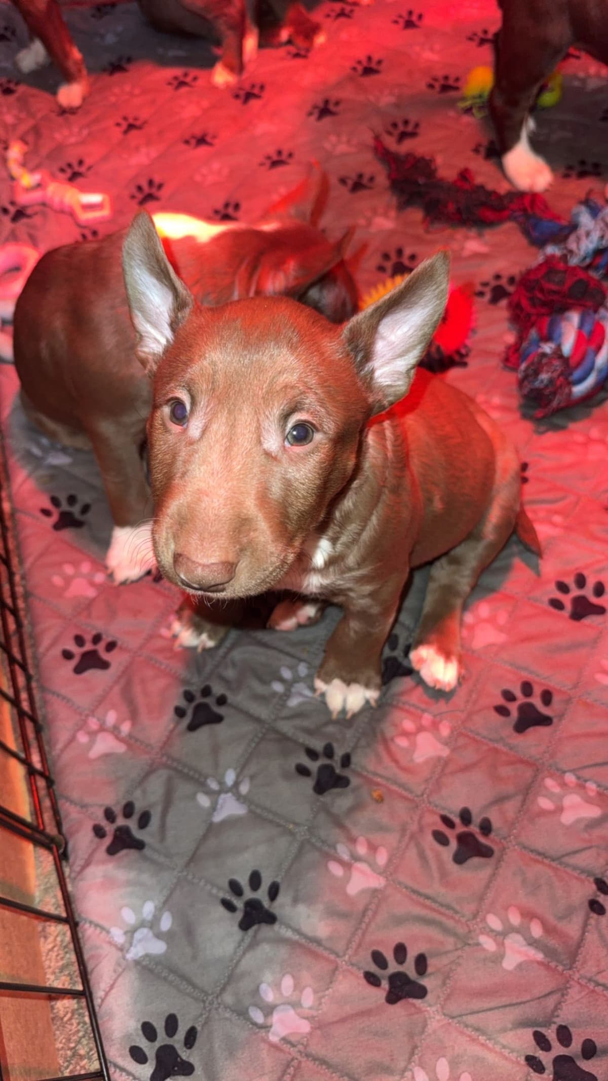 Bull Terrier Puppies breeder image 4