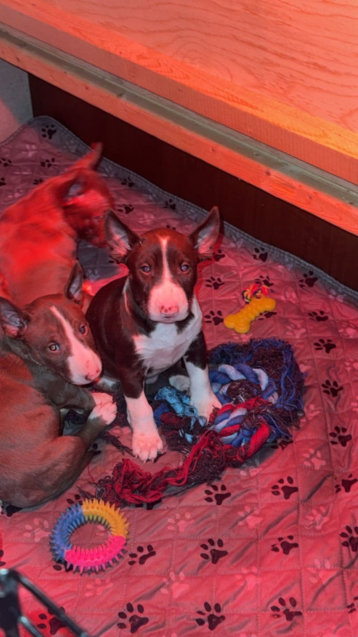 Bull Terrier Puppies breeder image 6