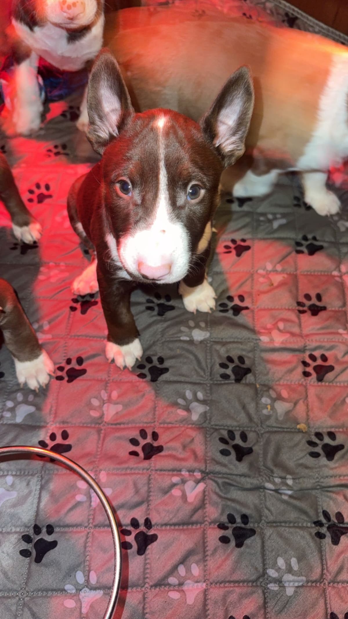 Bull Terrier Puppies breeder image 7