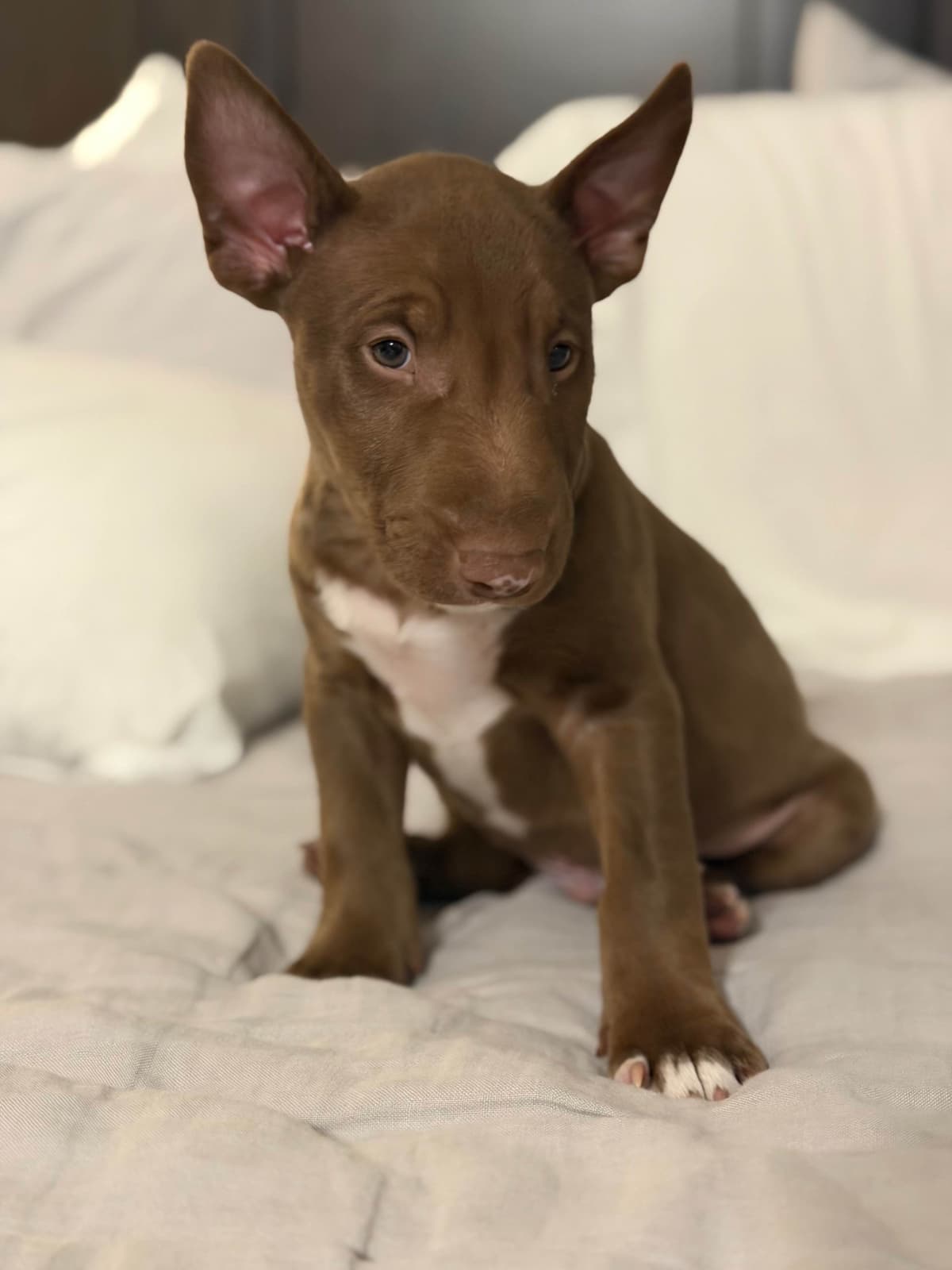 Bull Terrier Puppies breeder image 8