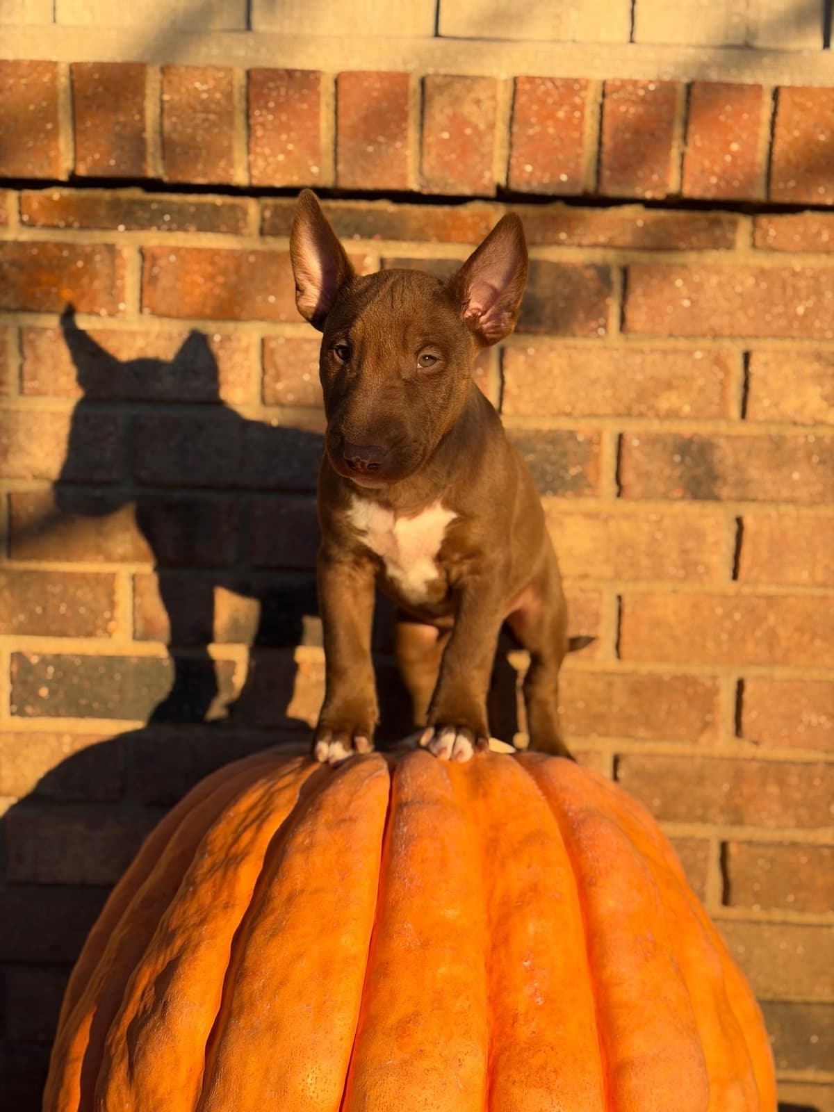 Bull Terrier Puppies breeder image 9