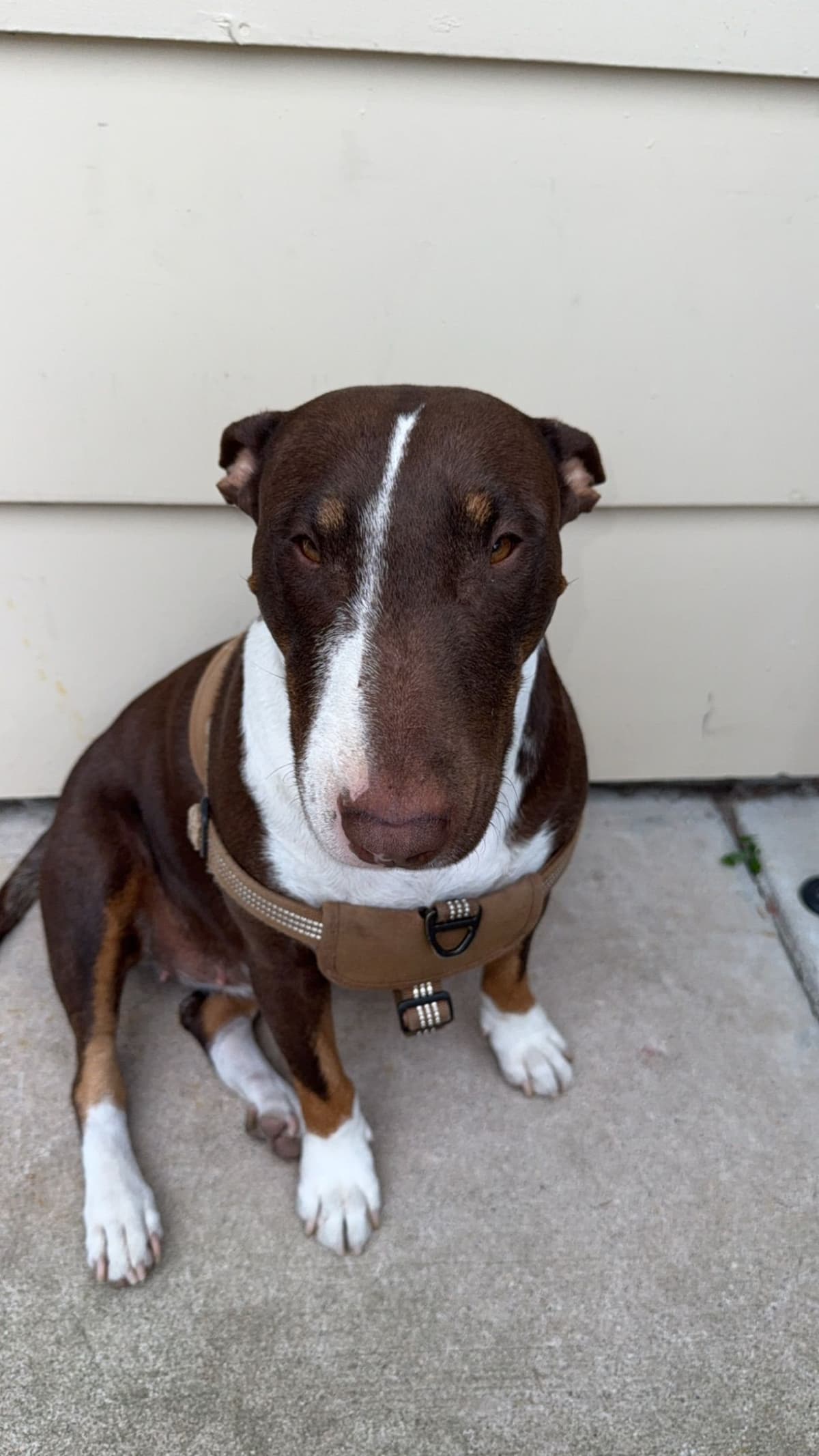 Bull Terrier Puppies breeder image 10