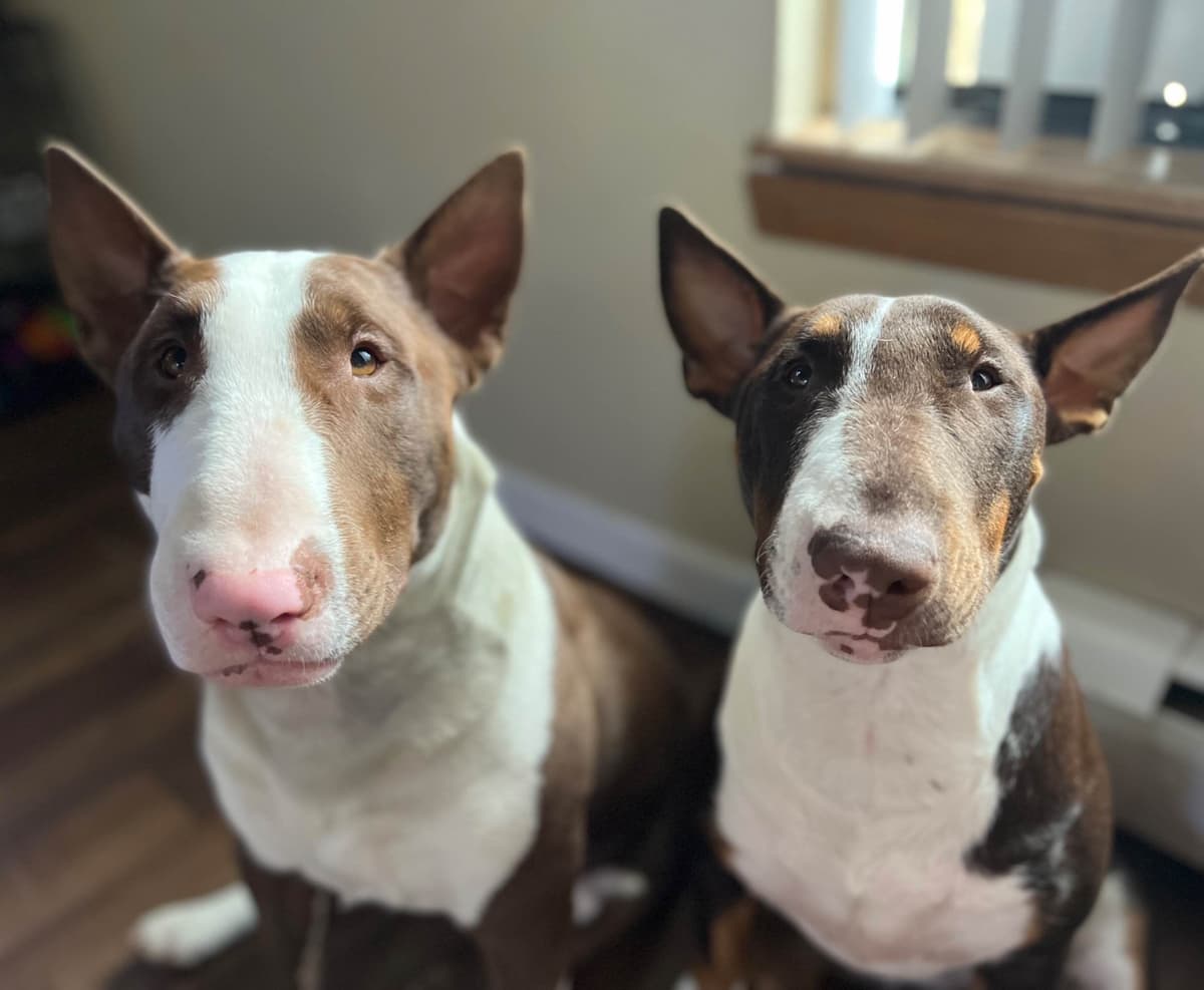 Bull Terrier Puppies breeder image 11