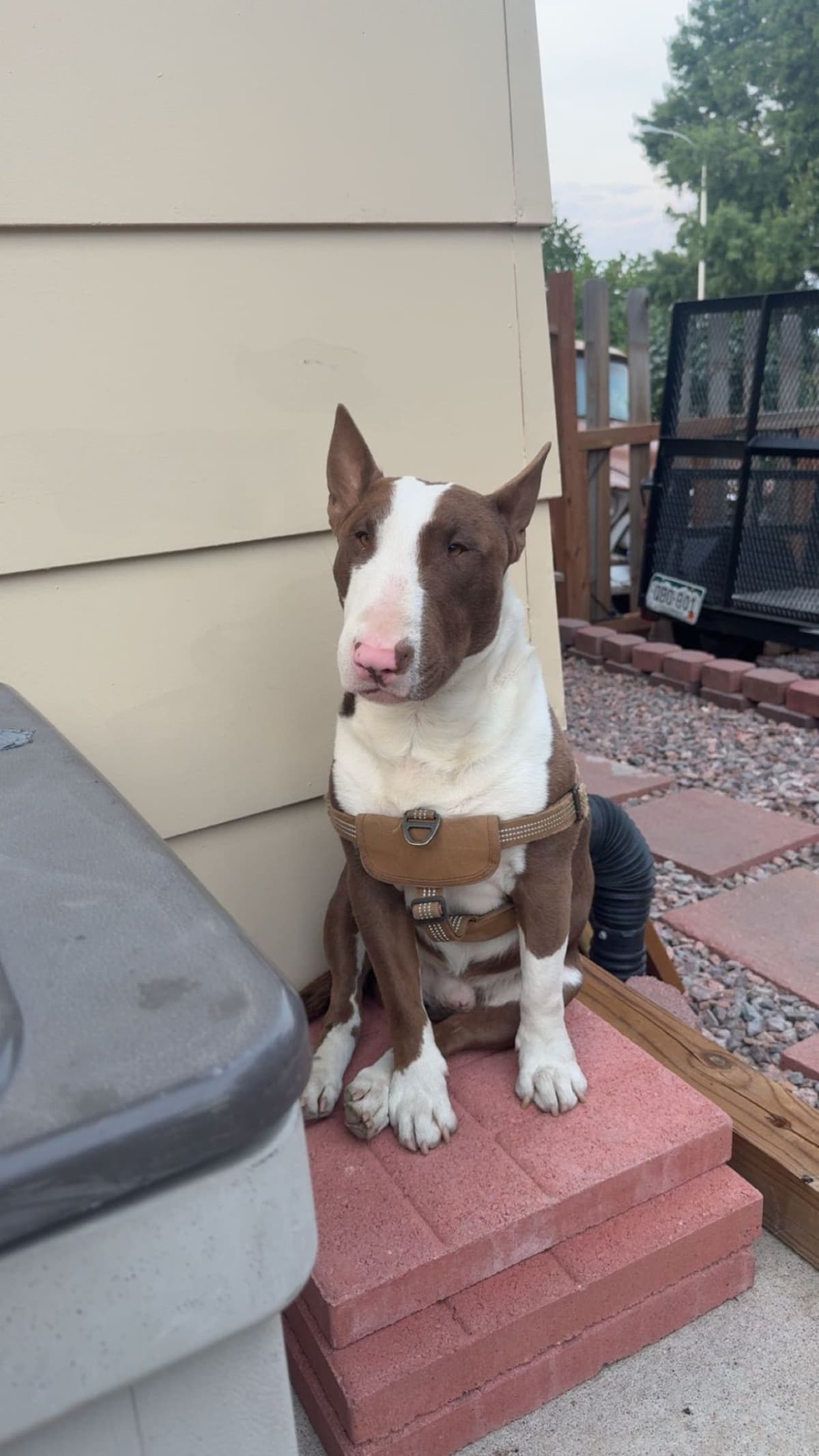 Bull Terrier Puppies breeder image 13