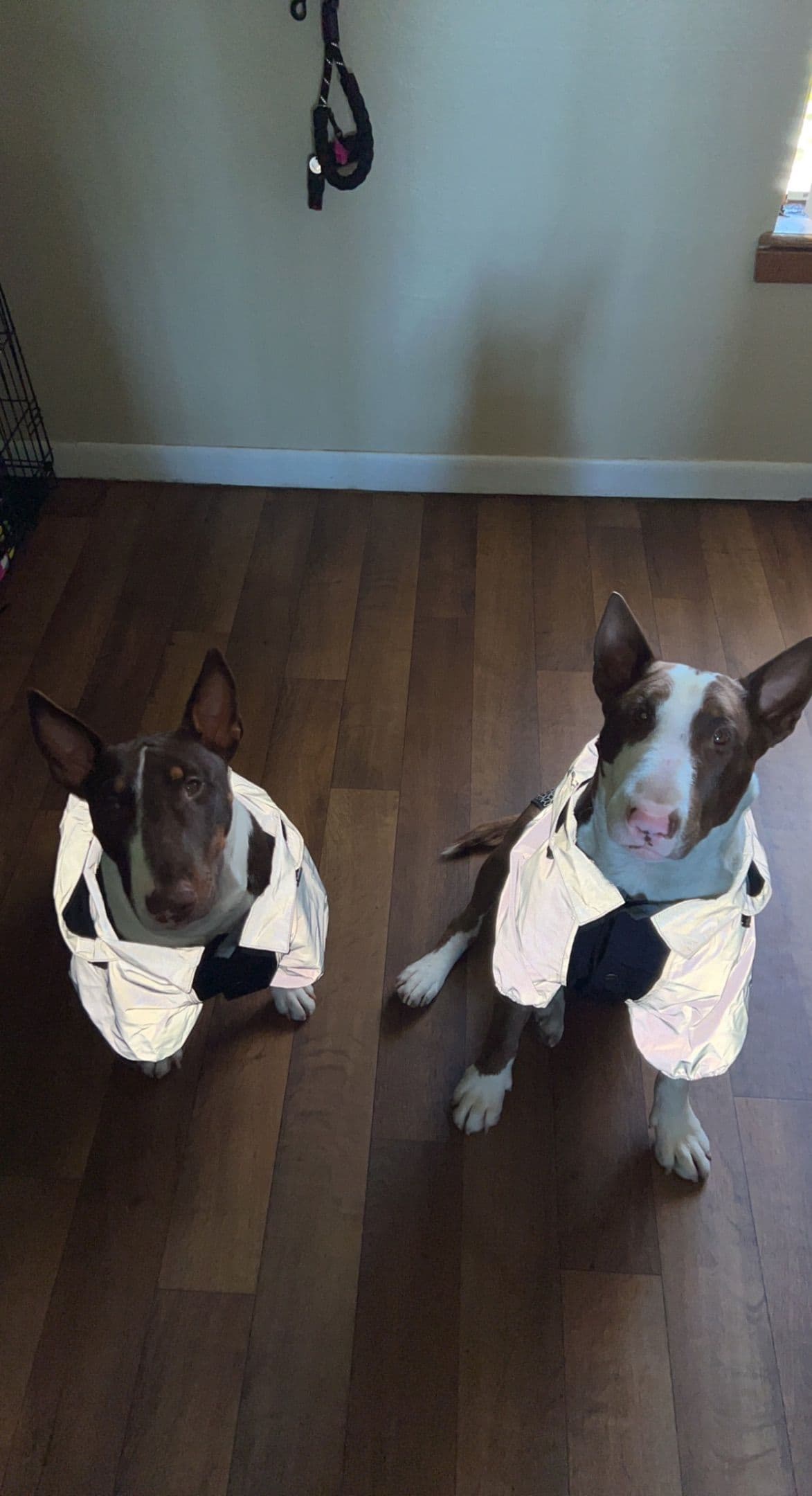Bull Terrier Puppies breeder image 14