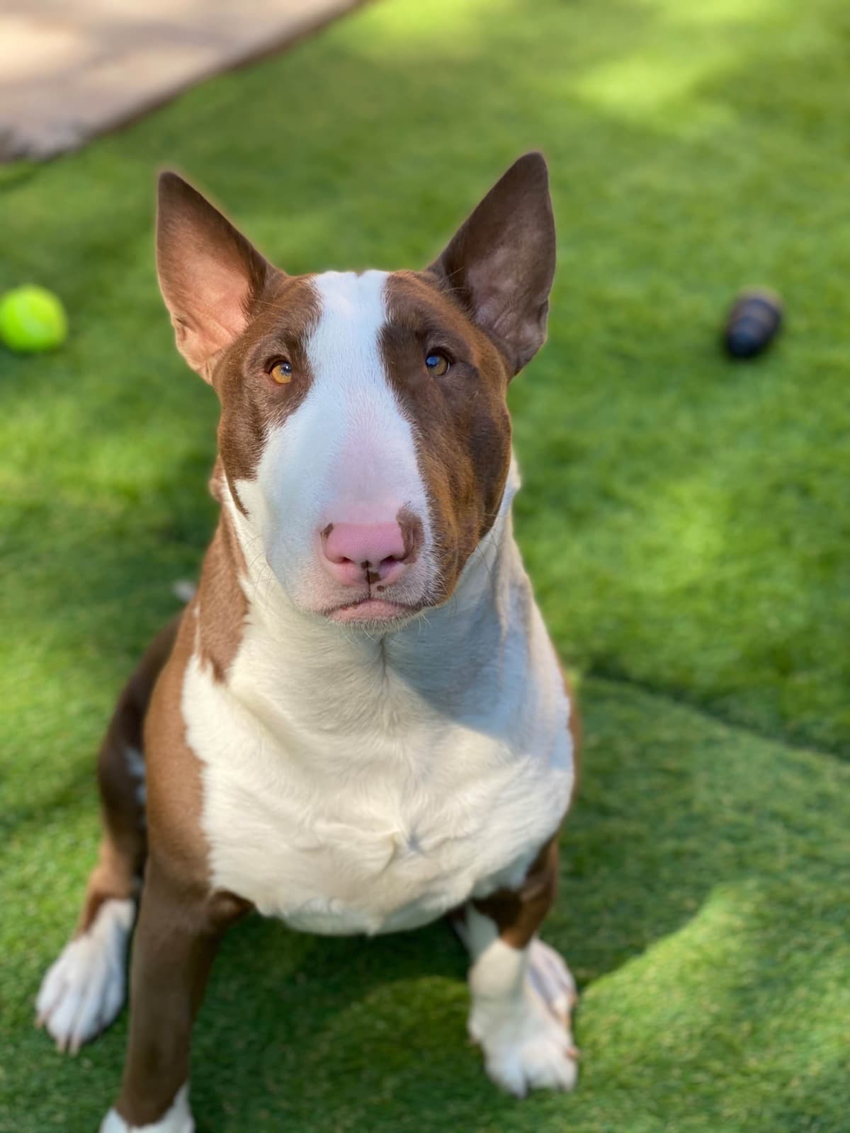 Bull Terrier Puppies breeder image 15
