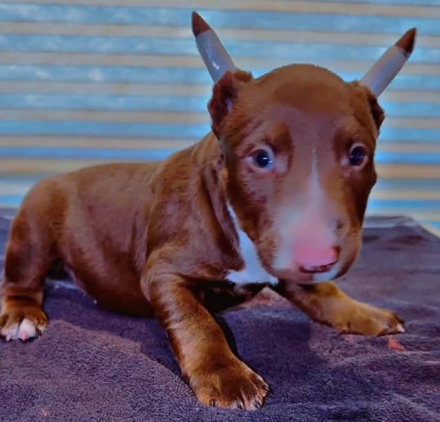 Bull Terrier Puppies media 2