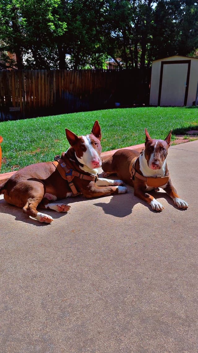 Bull Terrier Puppies media 5