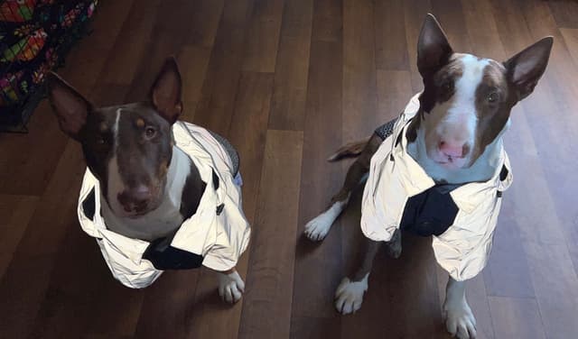 Bull Terrier Puppies media 7