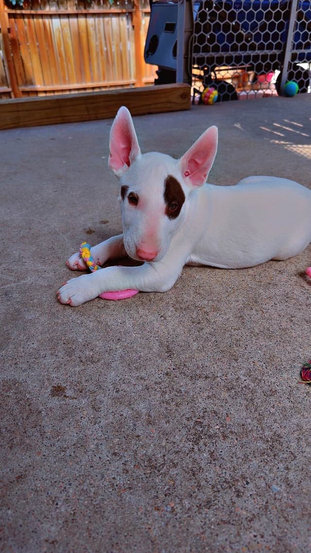 Bull Terrier Puppies