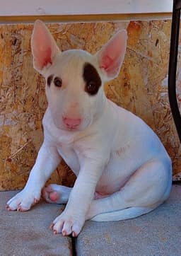 Bull Terrier Puppies thumbnail 3