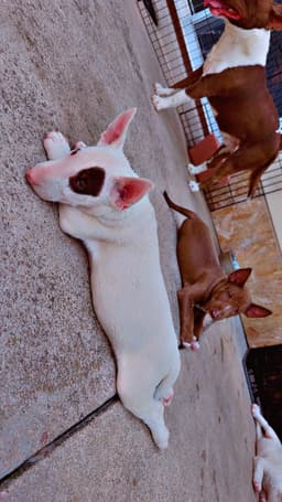 Bull Terrier Puppies thumbnail 4