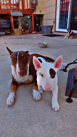Bull Terrier Puppies thumbnail 6