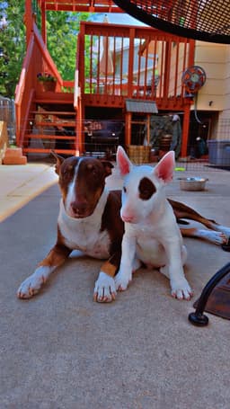 Bull Terrier Puppies thumbnail 5