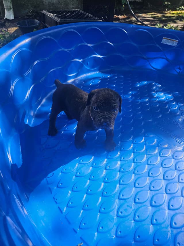 Best Cane Corso Puppies media 8