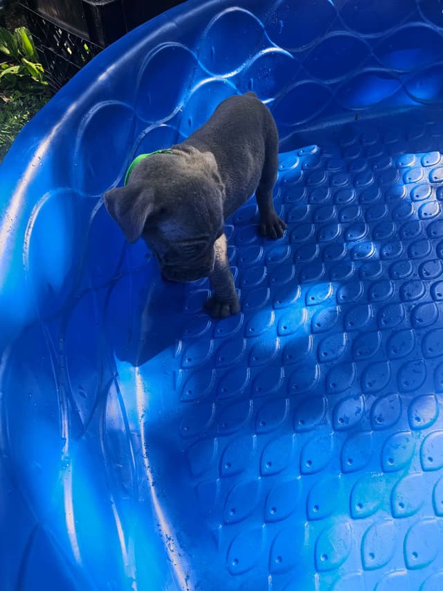 Best Cane Corso Puppies media 10