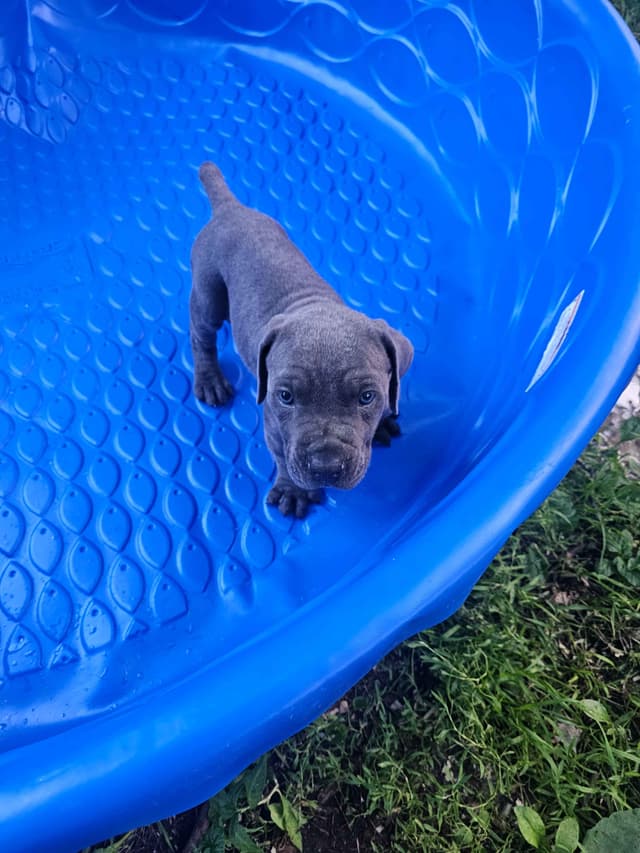 Best Cane Corso Puppies media 12
