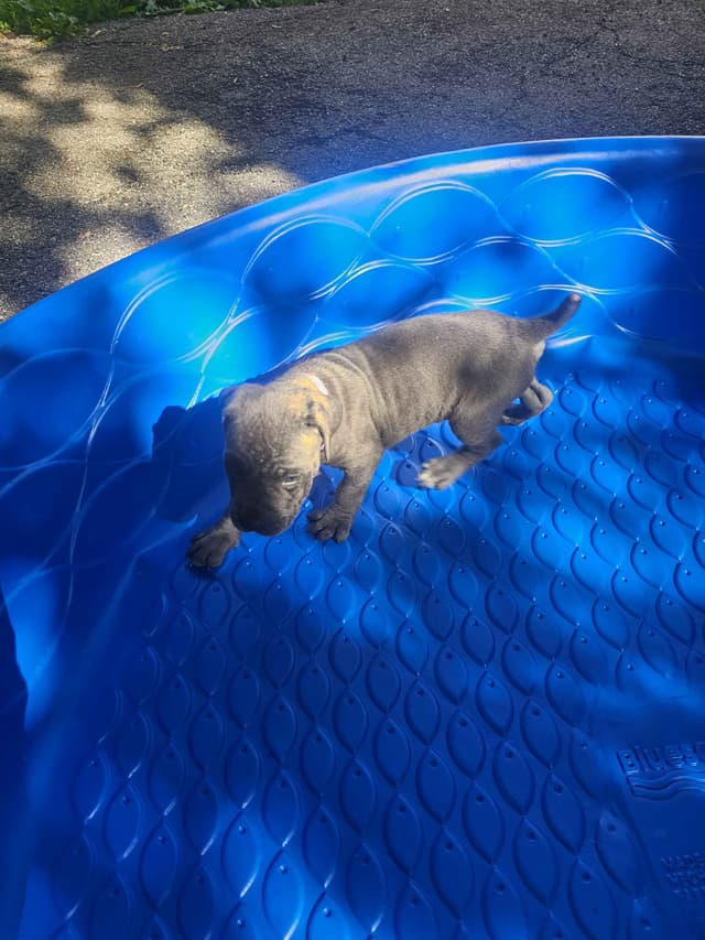 Best Cane Corso Puppies media 15
