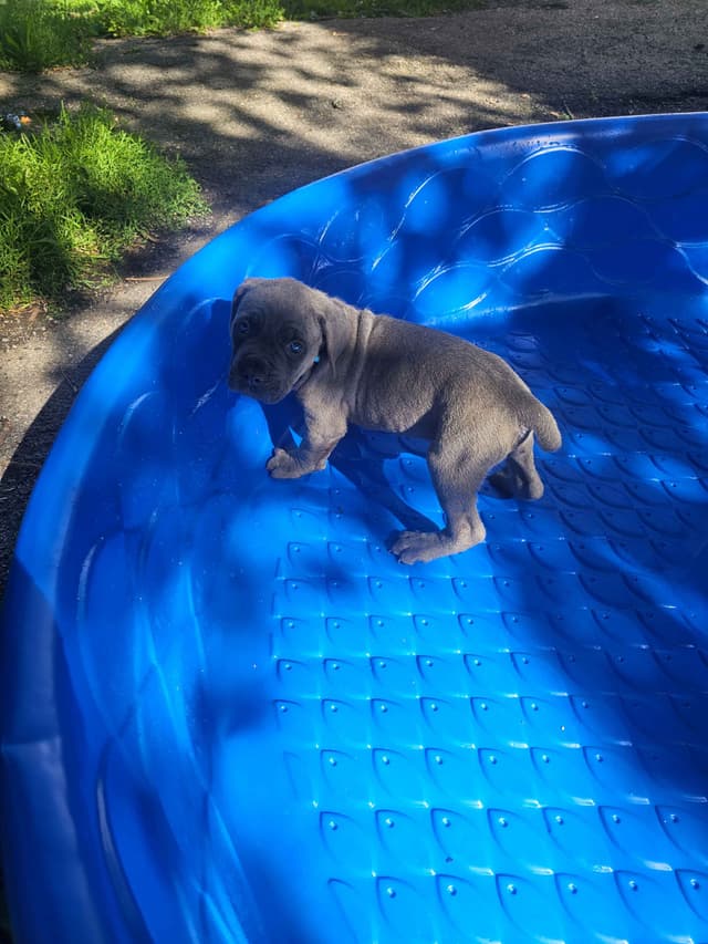 Best Cane Corso Puppies media 16