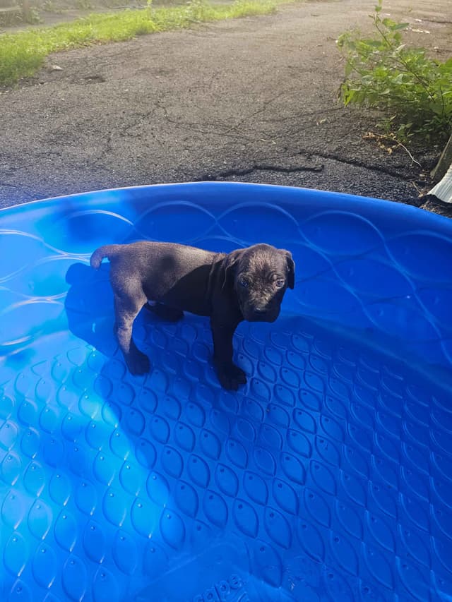 Best Cane Corso Puppies media 18
