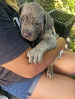 🐾 AKC Cane Corso Puppies Available 🐾 thumbnail 1