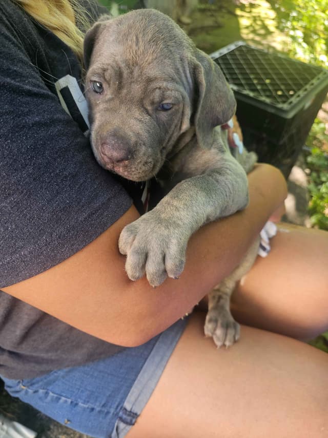 Best Cane Corso Puppies media 19