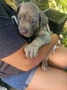 🐾 AKC Cane Corso Puppies Available 🐾