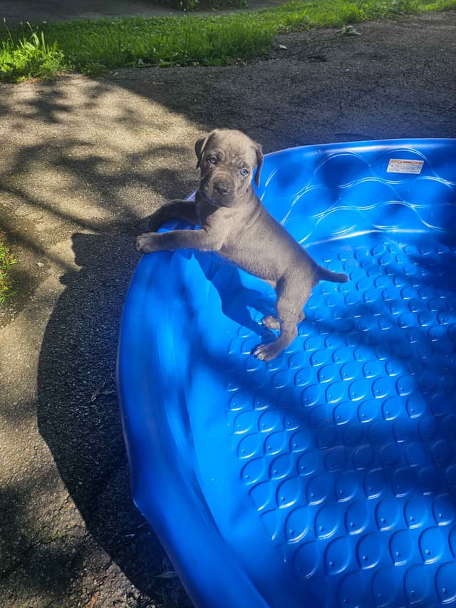 Best Cane Corso Puppies media 21