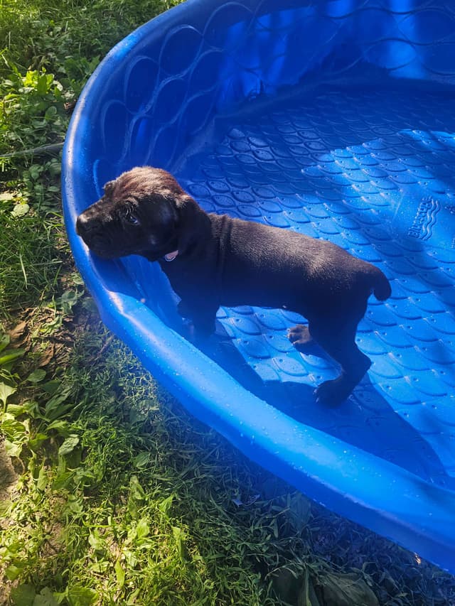 Best Cane Corso Puppies media 22