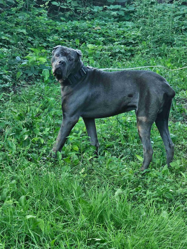 Best Cane Corso Puppies media 23